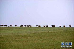 内蒙古乌拉特中旗草原夏季生态美