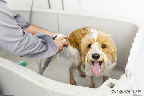 幼犬洗澡有哪些注意事项 别让你的无知害了狗狗