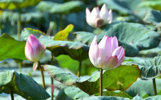 2019年生肖蛇桃花运哪几个月最旺