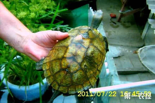 日本石龟怎么养 日本石龟吃什么 日本石龟冬眠吗