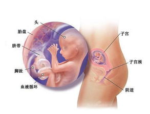 胎儿发育过程视频(胎儿发育的全过程)