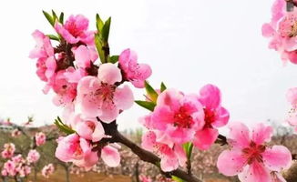 桃花花语和寓意,桃花花语与寓意：一抹春色，一份情怀