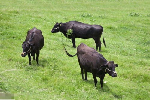 生肖牛晚年能否享清福 尤其是49岁的 大金牛 ,一起看看吧