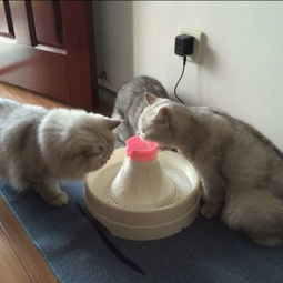 6个月的猫不喝水能活多少天