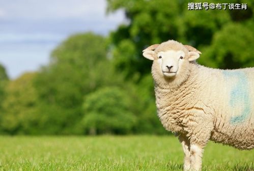 生肖羊 9月底福运大开 四喜相随 ,属羊人不接懊悔一辈子