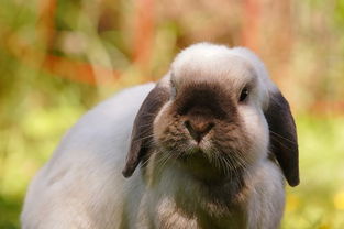 家有垂耳兔 兔子头上掉毛掉秃了,垂耳兔掉毛怎么办