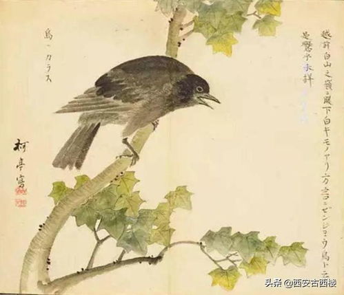 诗经中关于鸟的诗句有哪些