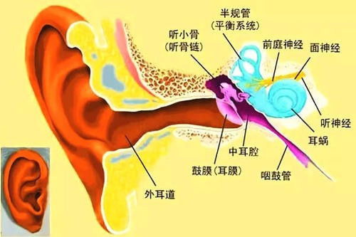 重庆聪茂助听器西南验配中心 耳朵的结构你了解多少