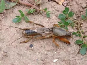 发财了 宁波农村随处可见的这只虫子,竟卖到上千元一斤 