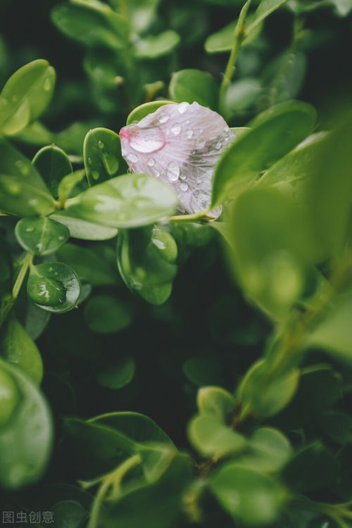 浅夏淡过花开时,听落雨如诗,听时光滴落,听年华漫过水岸