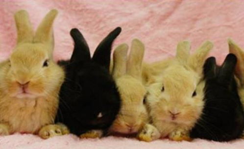 哈瓦那兔是一种普通的皮用兔,蓝色和巧克力色两种,它们要怎么喂养呢