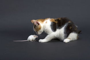 梦见猫捉老鼠是什么意思 