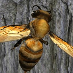 蜜蜂巢穴模拟器,成为蜂巢的守护者(标签:角色扮演，养蜂)