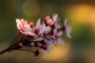 探寻梅花之美，那些与梅花相关的词语，梅花的词语有哪些?