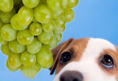狗狗能吃葡萄吗？
