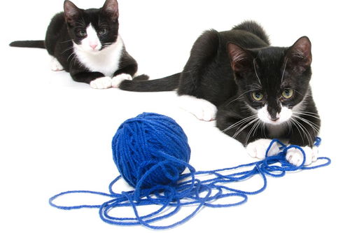 什么是猫绳理论 