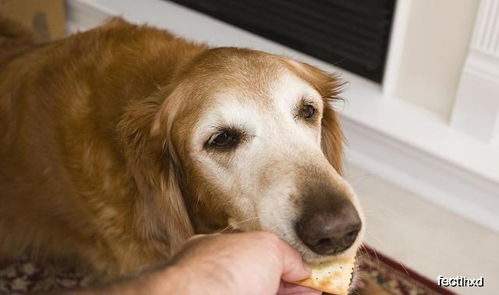 狗狗食欲不振 拒绝进食,可能是这几种原因引起的