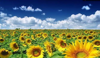 太阳花怎么养护和繁殖,太阳花：绽放光芒的园艺之星，如何养护与繁殖