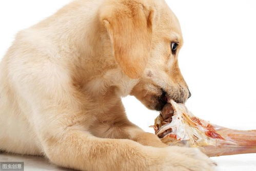 你知道狗狗 吃骨头 ,有什么危害和好处吗