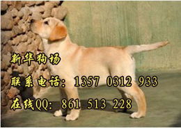 标题 深圳买导盲犬拉布拉多 深圳狗场地址在哪里 深圳市有狗场吗 