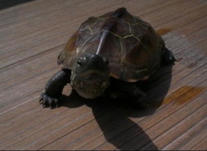 小龟一年可以长多大 