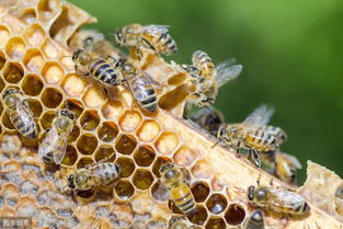 蜜蜂想要养的好,蜂螨防治不能少