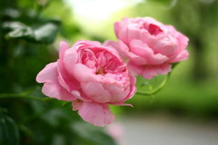 蔷薇花花语含义,蔷薇花语：爱与美的象征，诠释浪漫与坚韧