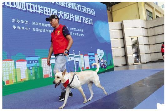 深圳10区共256个注射点可为犬只植入芯片