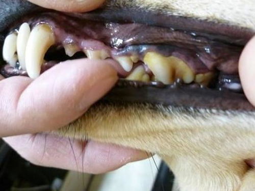 狗狗日常掉牙不可小视,面对五类情况,主人应及时保养爱犬牙齿