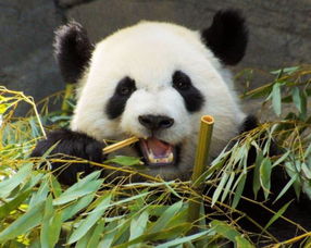 生物医学奖 为了吃竹子,熊猫们到底经历了啥 
