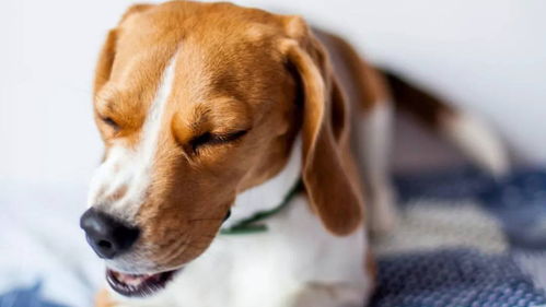 谁能想到狗经常咳嗽,是由它心脏病引起
