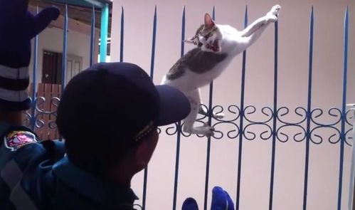 猫咪从房顶掉落被栏杆插入身体,人们紧急救援,看着好心疼