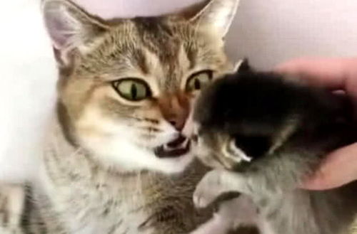 趁猫妈不注意偷拿小猫,发现后猫妈神情大变 铲屎的,放下我娃