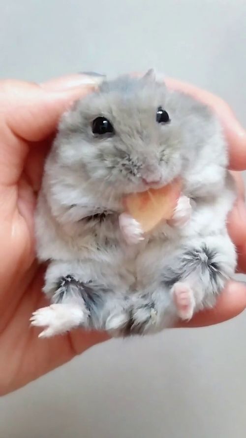 可爱的仓鼠吃苹果 