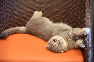 猫怎么都喜欢霸占整个椅子 感觉整个世界都欠它的......... 