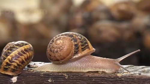 食物百科 蜗牛的养殖过程 