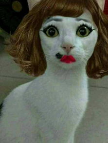当猫咪有个爱美的女主人,主人为猫咪化妆后,这妆画的太 