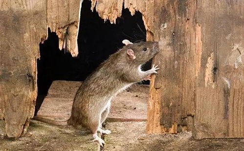 科学家开发出灭鼠新方法,基因改造让老鼠不孕不育 能推广吗