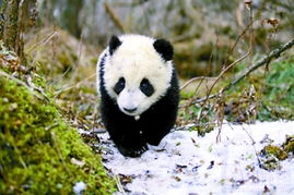 熊猫回家路免费下载,熊猫回家路:感动之旅。