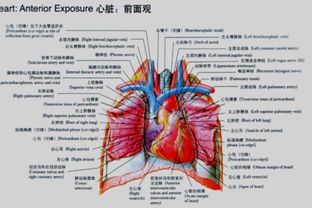 人类心脏照片真实（人类心脏视频） 第1张