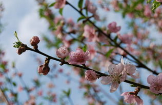 从名字看你的桃花旺不旺,什么名字的人桃花运旺盛