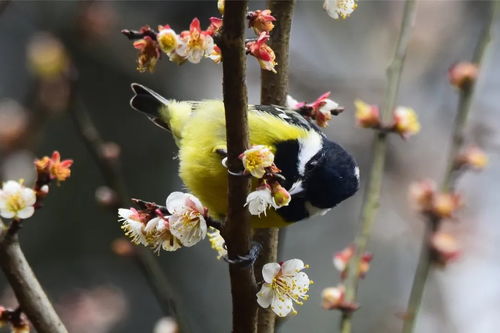 春日山中行 一