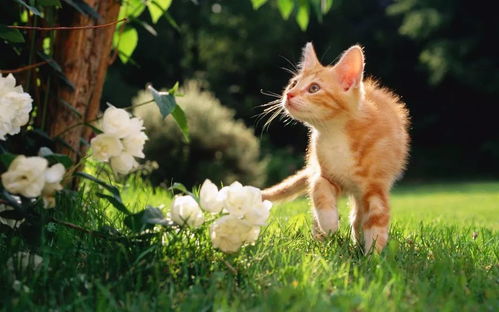 当心 养猫的家庭这些植物不能有,可能会危害猫咪生命 有毒 