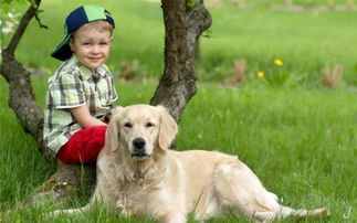 如何训练狗与孩子安全互动？学会保护孩子和宠物安全相处(怎样训练狗狗保护主人)