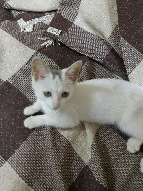 两个月小白猫免费找领养 