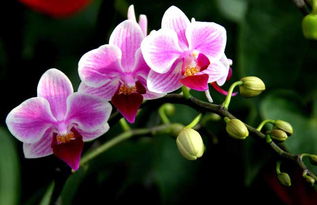 胡蝶兰的花语是什么,喜欢蝴蝶兰有什么特殊含义？