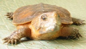 草龟和巴西龟可以交配么？