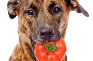 宠物狗狗可以吃西红柿吗,宠物狗狗可以吃西红柿吗