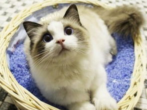 图 高品质布偶猫长相甜美带血统多只可选海双 手套 重点 广州宠物猫 