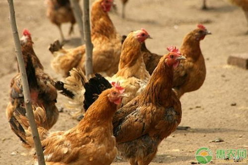 2020年土鸡价格多少钱一斤 土鸡养殖前景如何